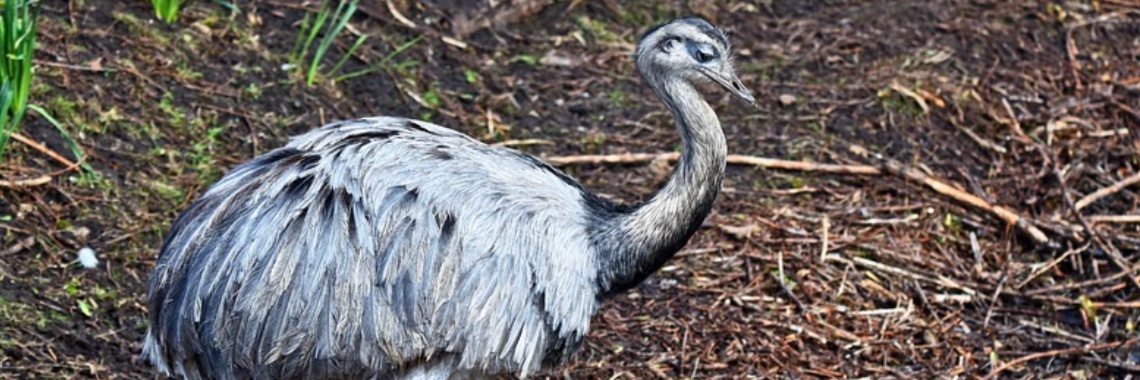 Wat is een nandoe? | Elise