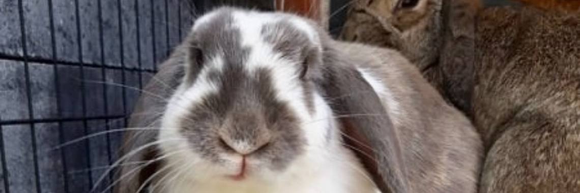 Wat is een voedster konijn? | Elise