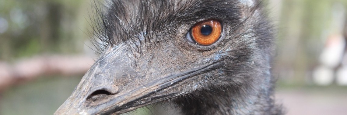 Welke vogel eet en drinkt niet tijdens het broeden? | Elise