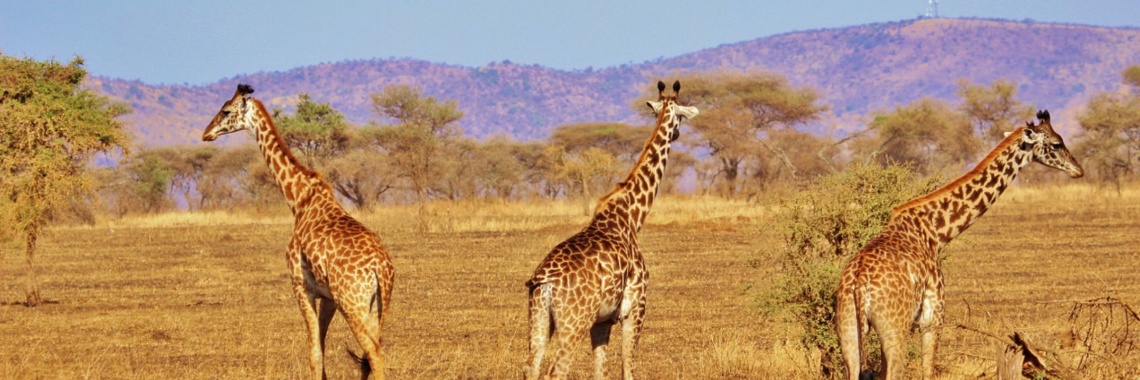 South African animals | Elise