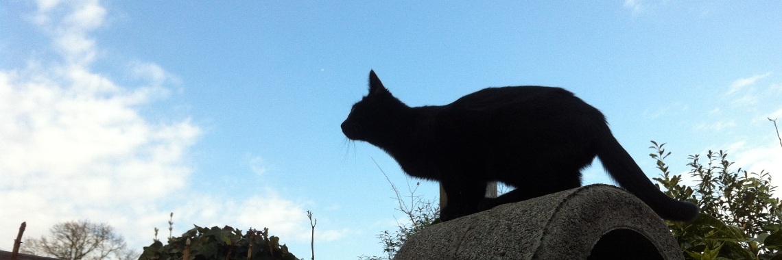 Zwarte Kattendag 17 augustus | Elise