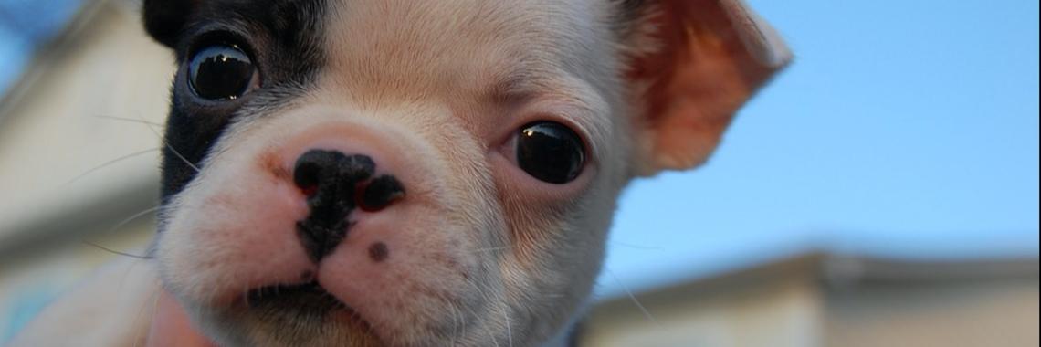 Internationale Puppydag -23 maart | Elise