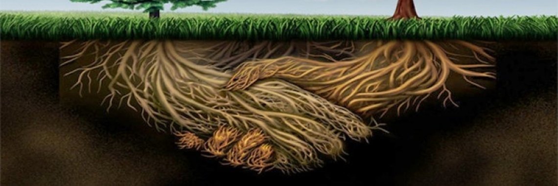 Het Wortel Wijde Web | Suzanna Esther