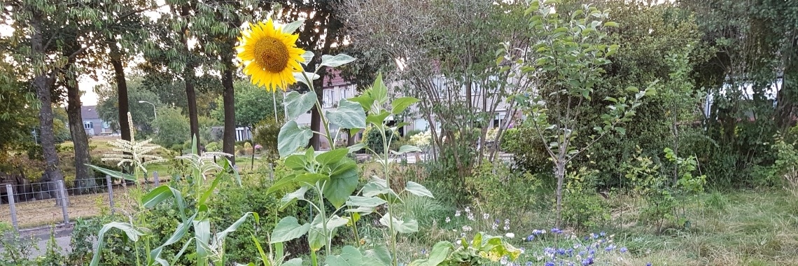Mijn permacultuurtuin: de eerste stappen | Creatief in Huis, Tuin en Wetenschap