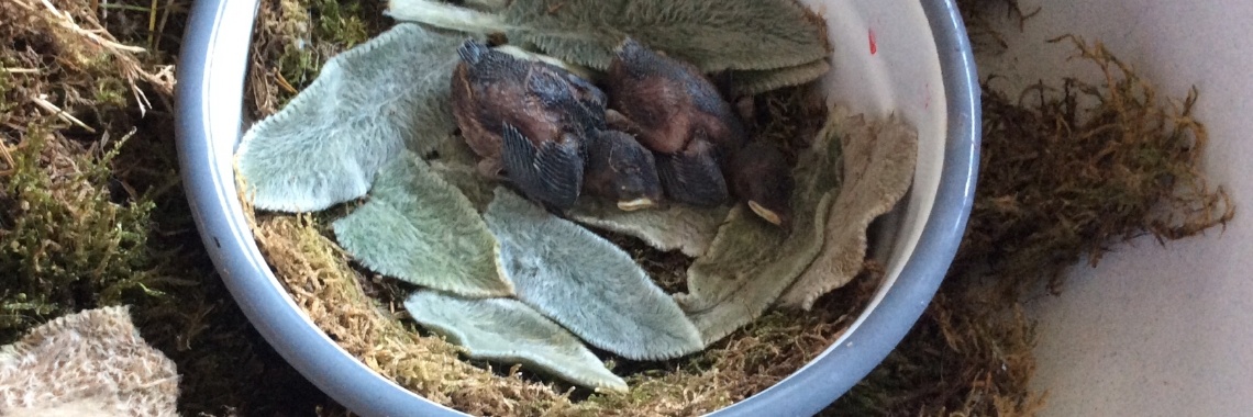 Zwaluwleed I .... | Von Art Special