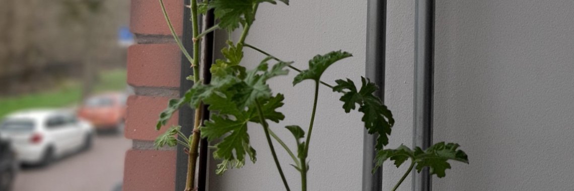 Growing pain | Erwin Daniëls