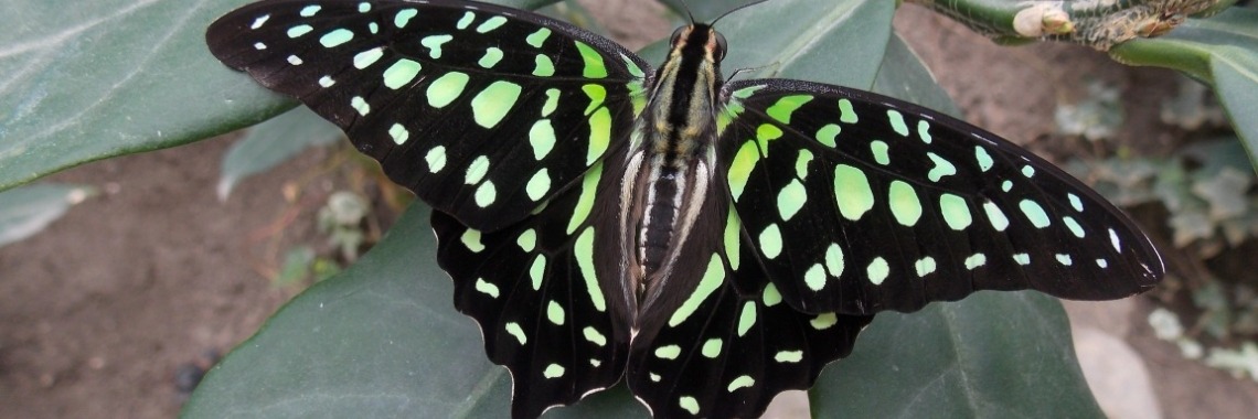 Vlinderpracht  | it's Me - time