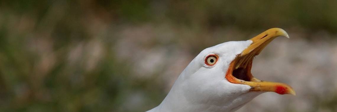 Meeuwen, hou je muil! | a_funneman