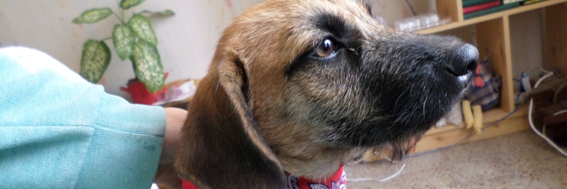 Dierendag 2018, de pup is niet meer te harden in huis | Het kleine huis zonder water