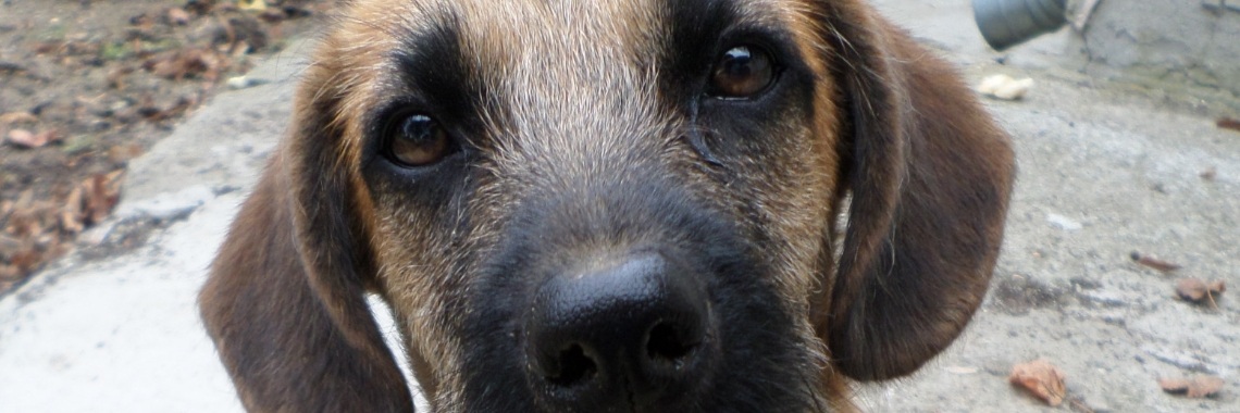 We hebben een hond én water! | Het kleine huis zonder water