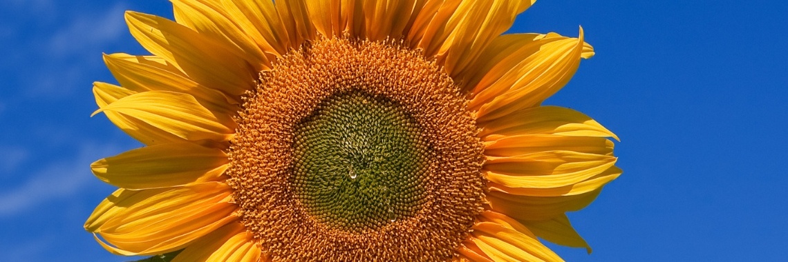 Perrongeluk: de zonnebloem | Steven van Beek