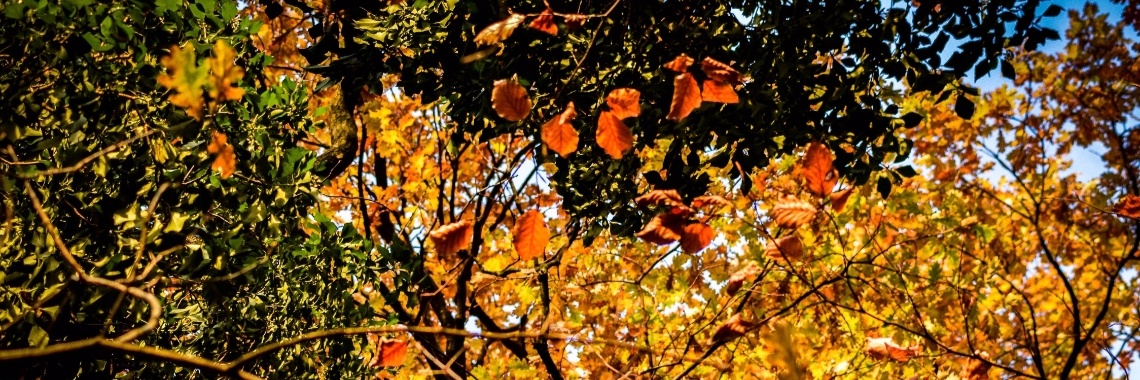 Nieuwe camera lens | itzzRaveline