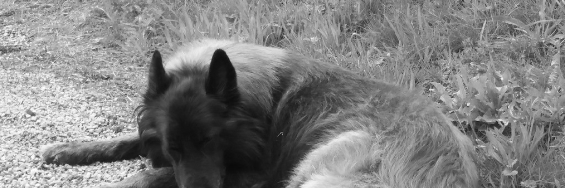 onze hond | zwartepanter21