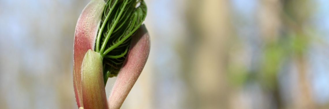 Waarom deze blog? | Nadia