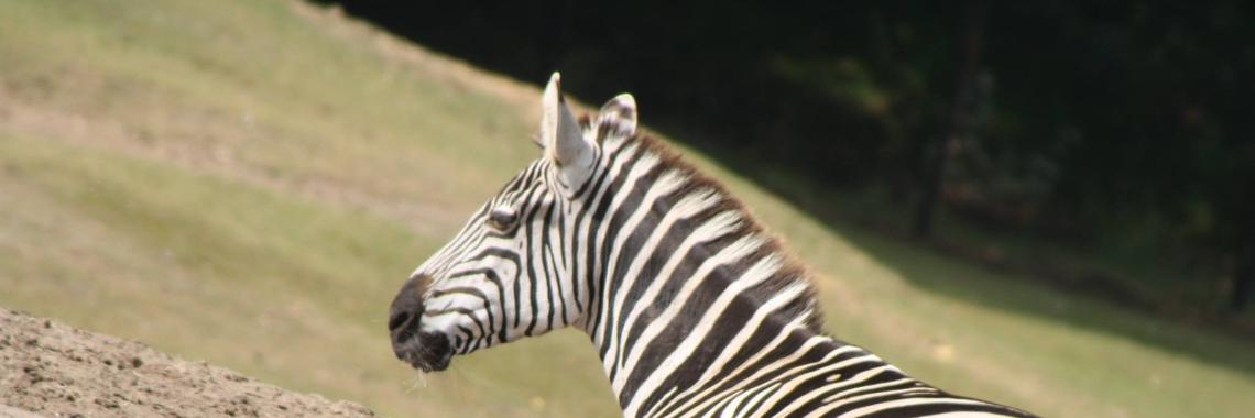 Photo report Beekse Bergen Hilvarenbeek | CreasaNL