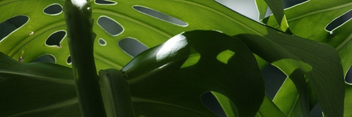 Giftige kamerplanten voor mens en dier | CreasaNL