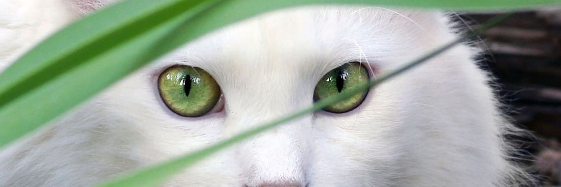 Katten uit de tuin weren: 10 diervriendelijke manieren | CreasaNL