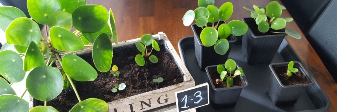 Pannenkoekplant stekken | CreasaNL