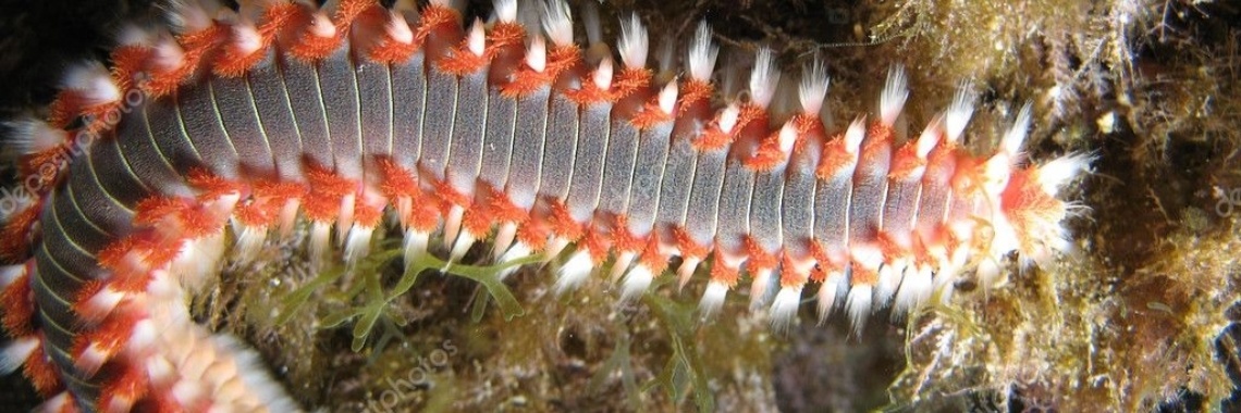 Plaagdieren zeeaquarium | CreasaNL