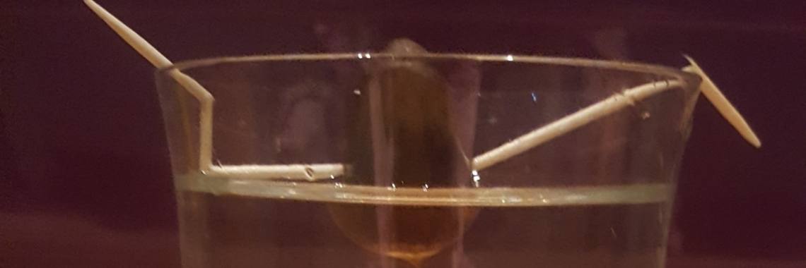 Zelf een avocadoplant kweken, de trend van 2019 | CreasaNL