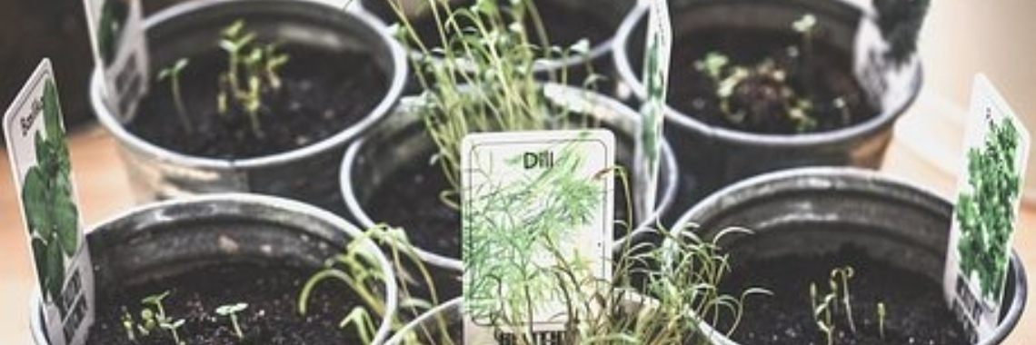 Moestuin voor binnen | CreasaNL