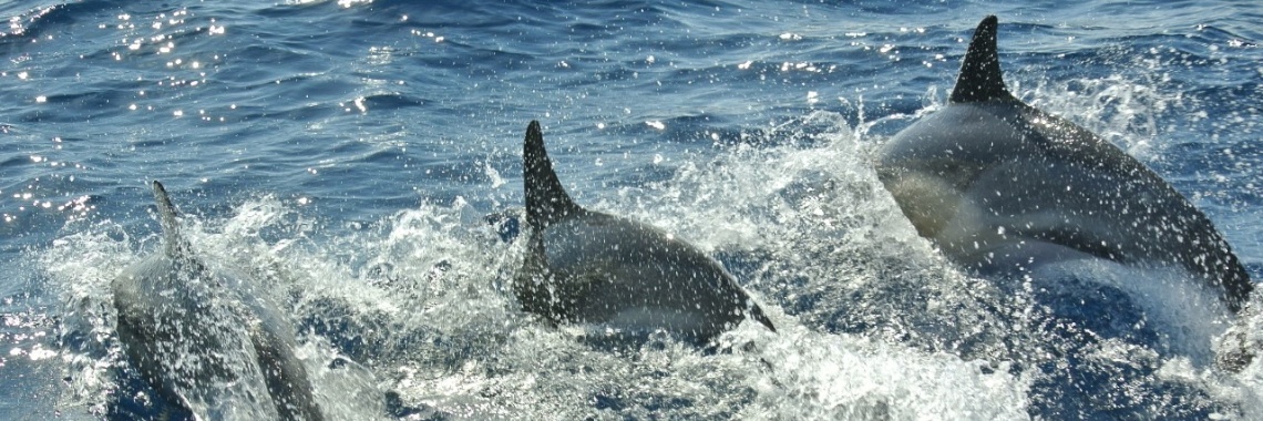 Smooth Swimmers | 365dgn