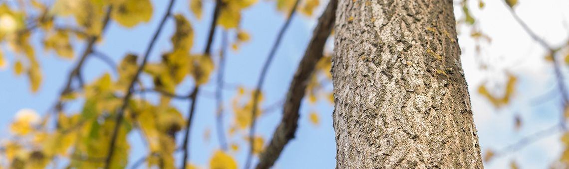 Ramadan Tijdens Examens? | believe