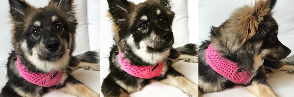 ' Ons'  pup Kukka, De Finse Lappenhond | Peggy_Sue