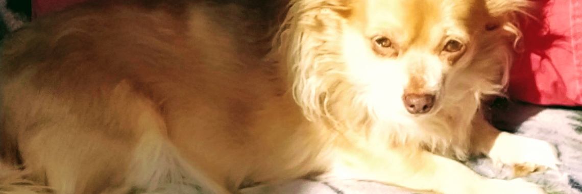 Stop de bomenkap en stop het levensgevaarlijke 5G dat onherstelbare DNA schade oplevert. | EliseNijmegen