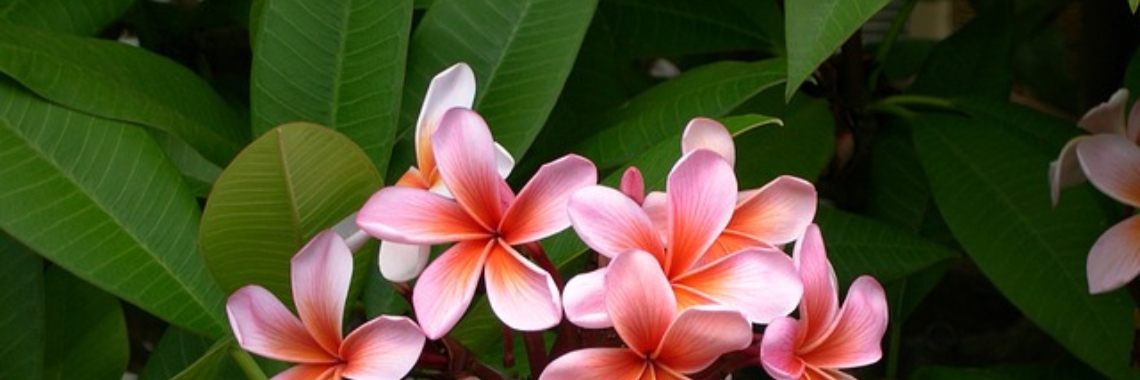 In plaats van bloemen... | Soberana