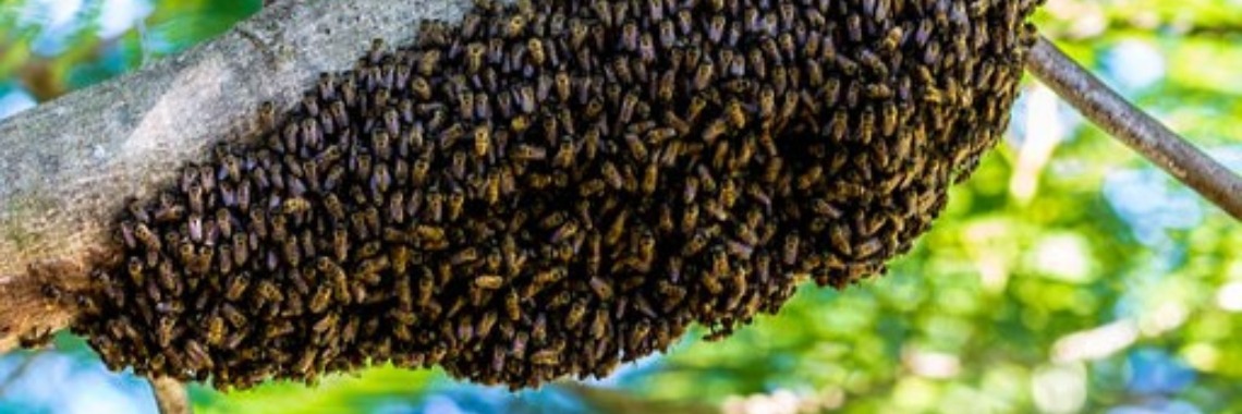 Een zwerm bijen in de tuin? | Gele Hesjes 🔔