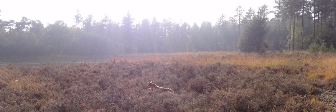 Heerlijke herfstwandeling | Petrage