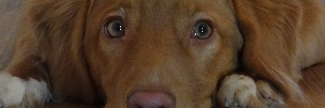 Steroid-Responsieve Meningitis-Arteritis (SRMA) Deel 5 | Petrage