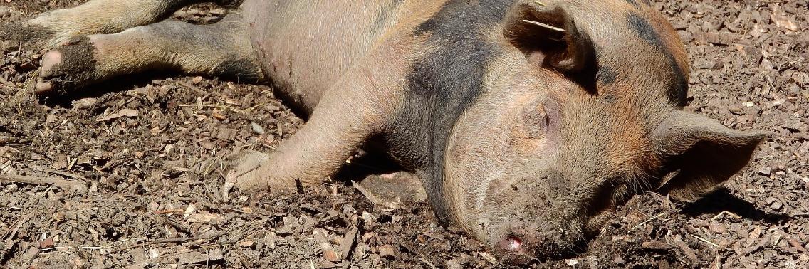 Gebrek aan slaap maakt dik | Yoors Trivia