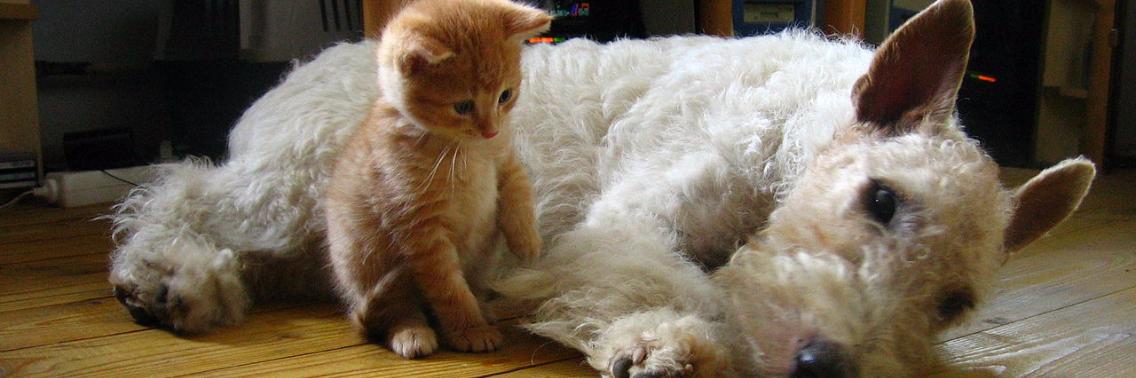 Je hond houdt 5 x meer van je dan je kat | Yoors Trivia
