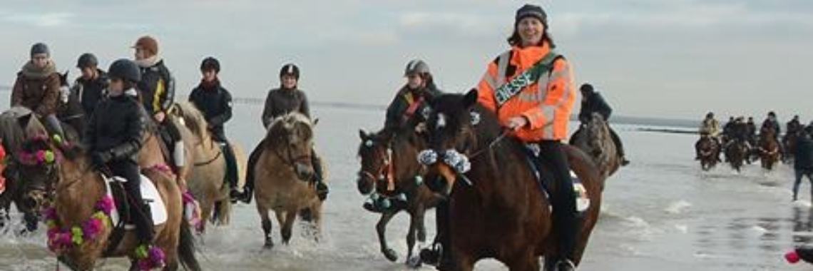 Strao in de kop van Schouwen | duinkonijn