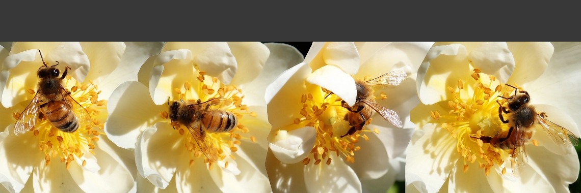 Bijen uitnodigen in je tuin, plant deze planten in je borders! | Elles Creative Blogger