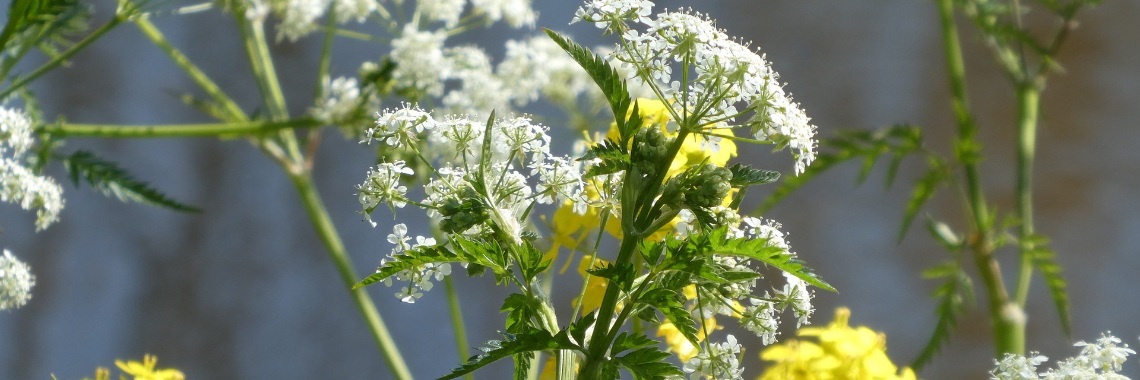 Botanisch stoepkrijten - Botanical Chalking | Elles Creative Blogger