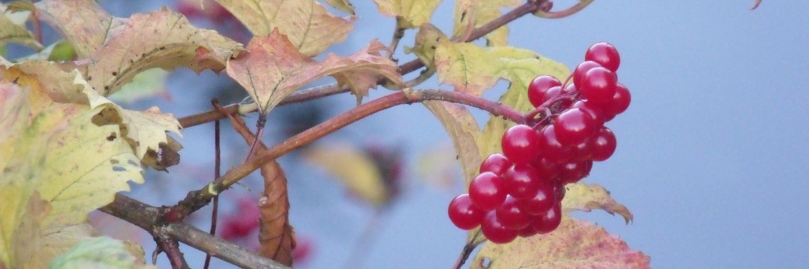 Challenge - welke muziek hoort voor jou bij HERFST | Elles Creative Blogger