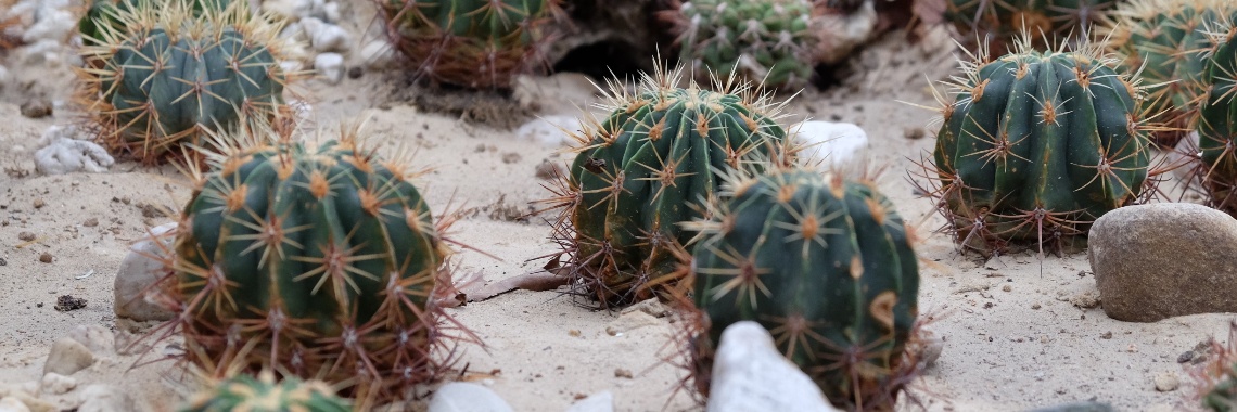 De Cactus Oase - top tip voor een dagje uit! Fotoblog | Elles Creative Blogger