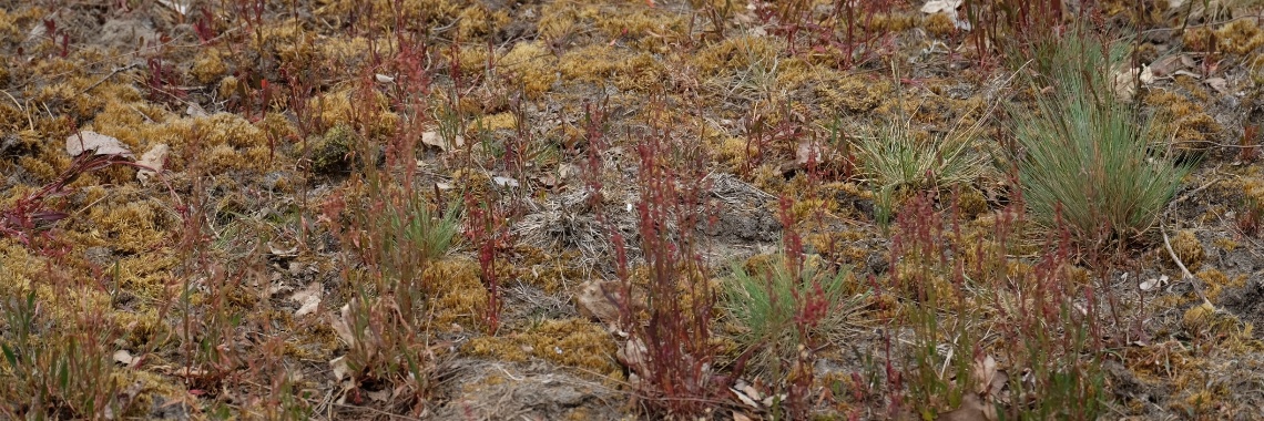 The day of the plant - International Fascination of Plans Day | Elles Creative Blogger