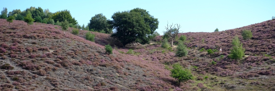 The moors in recovery, walking on De Posbank | Elles Creative Blogger