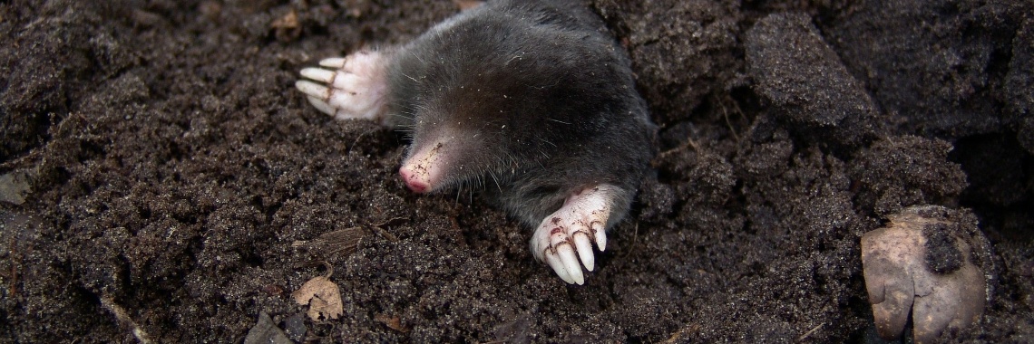 De mol is al bekend, breaking news 2020 | Elles Creative Blogger