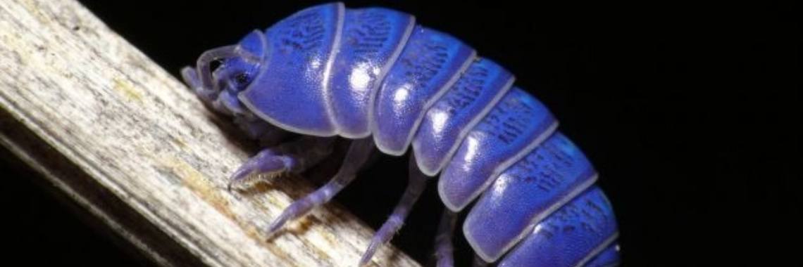 De paarse Pissebed is een gewone, maar zieke Pissebed | Elles Creative Blogger