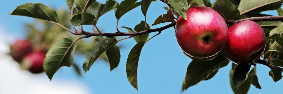 De stekjesstrijd - The guerilla grafters - fruitbomen enten in stadsbomen | Elles Creative Blogger