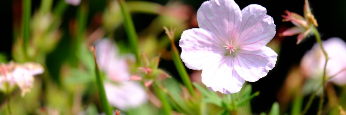 De tuin staat vol in bloei! 5 vaste planten met informatie! | Elles Creative Blogger