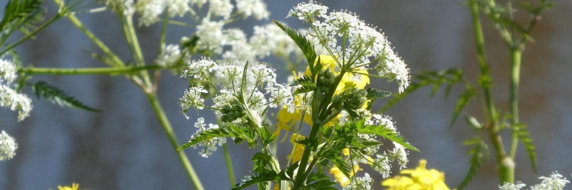 De zoekkaart voor Botanisch stoepkrijten - Botanical Chalking | Elles Creative Blogger