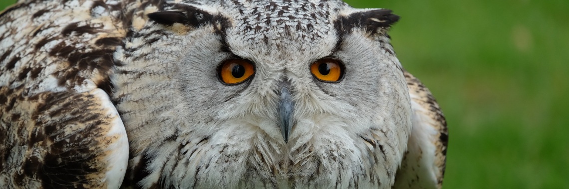 Animal portraits - Photo inspiration | Elles Creative Blogger