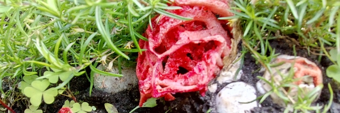 Een zeldzame rode stinkhorn gespot | Elles Creative Blogger