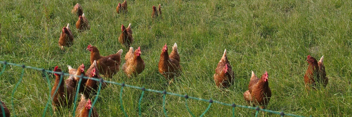 Eet-geen-dieren-dag 4 oktober | Elles Creative Blogger